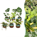 6x Baby Tropical Mix - Various colours - Tropical - incl. Copper Reef - Ø6cm - ↕10-15cm