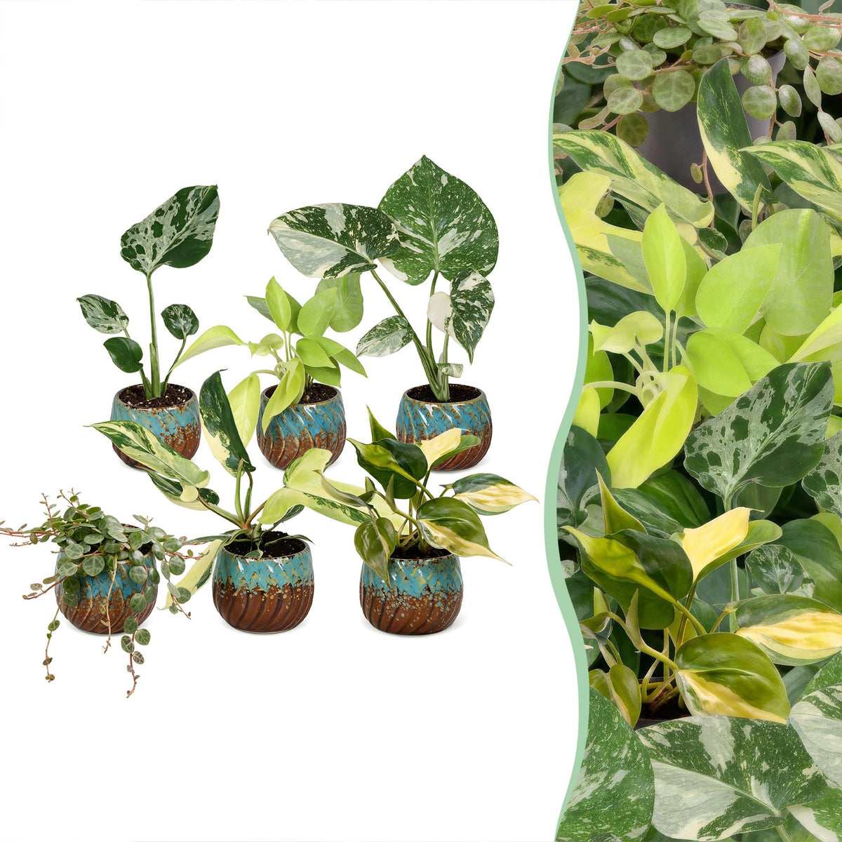 6x Baby Tropical Mix - Various colours - Tropical - incl. Copper Reef - Ø6cm - ↕10-15cm