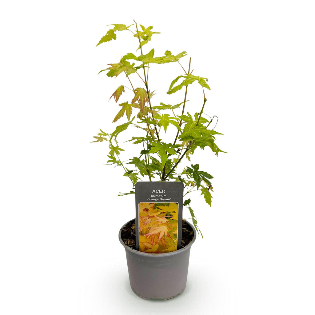 Green boutiQ - Gartenpflanze - Acer palmatum Orange Dream - Orange - 1 Pflanze - Laubabwerfend - Pflegeleicht - Topf 12cm Höhe 35cm