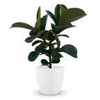 Green boutiQ - Zimmerpflanze - Gummibaum - Ficus Elastica Cloe - Grün - Pflegeleicht - 1 Pflanze - mit Topf Weiß - Topf 19cm - Höhe 65cm