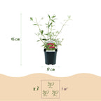 Green boutiQ - Plante de jardin - Buddleja davidii Royal Red - Arbre aux papillons - Rustique - Rouge - 1 plante - Pot 17cm - Hauteur 45cm