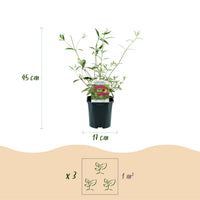 Green boutiQ - Tuinplant - Buddleja davidii Royal Red - Vlinderstruik - Winterhard - Rood - 1 Plant - Pot 17cm - Hoogte 45cm