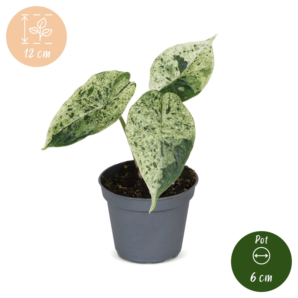 Alocasia Dragon Scale Mint Variegata - Alocasia Dragon Scale Mint Variegata - Green - Variegata - Tropical - Ø6cm - ↕12cm