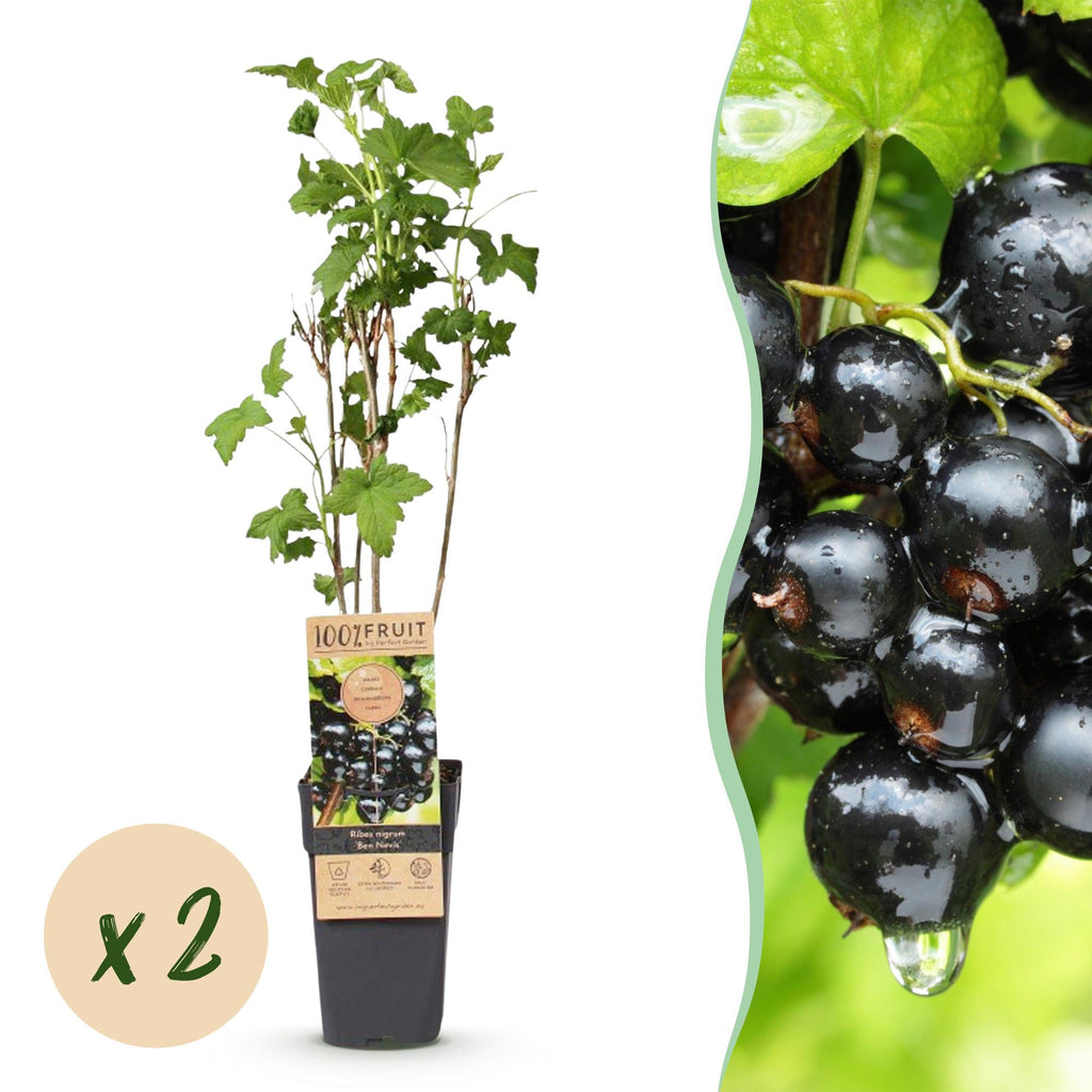 Green boutiQ - Plant fruitier - Ribes nigrum Ben Nevis - Cassissier - Rustique - Cassis - 2 plantes - Pot 15cm - Hauteur 50cm