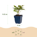 Green boutiQ - Plante vivace - Astilbe Tricolour - Astilbe - Ombre - Violet - Rose - Blanc - 6 plantes - Pot 11cm - Hauteur 15-25cm