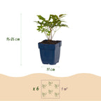Green boutiQ - Plante vivace - Astilbe Tricolour - Astilbe - Ombre - Violet - Rose - Blanc - 6 plantes - Pot 11cm - Hauteur 15-25cm