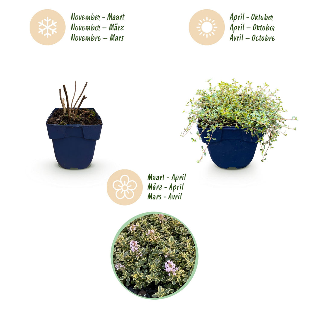 Green boutiQ - Plante vivace - Thymus citr. Sambesi - Thym citron - Aromatique - Jaune - 6 plantes - Pot 11 cm - Hauteur 15-25 cm
