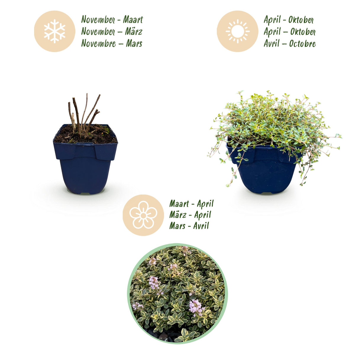 Green boutiQ - Perennial - Thymus citr. Sambesi - Lemon Thyme - Fragrant - Yellow - 6 Plants - Pot 11cm - Height 15-25cm
