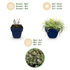 Green boutiQ - Plante vivace - Thymus citr. Sambesi - Thym citron - Aromatique - Jaune - 6 plantes - Pot 11 cm - Hauteur 15-25 cm