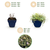 Green boutiQ - Perennial - Thymus citr. Sambesi - Lemon Thyme - Fragrant - Yellow - 6 Plants - Pot 11cm - Height 15-25cm
