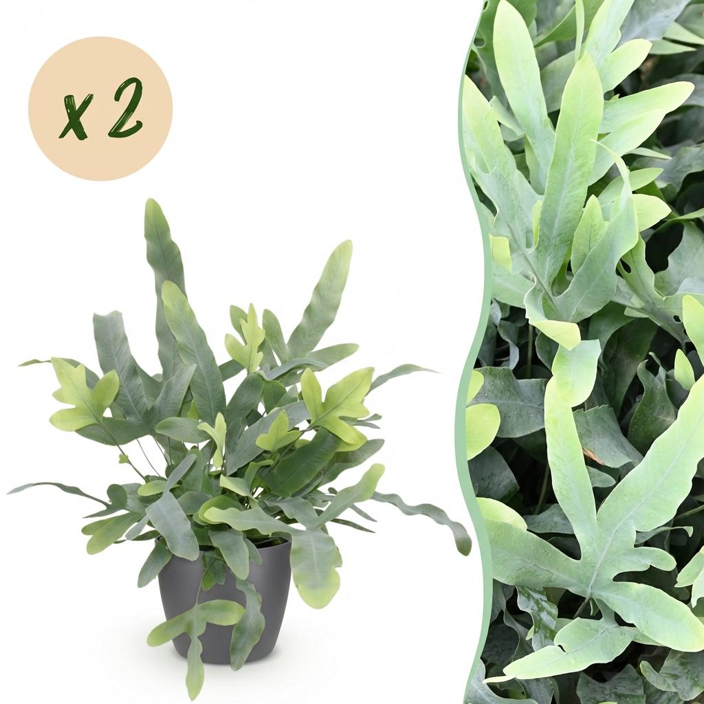 Green boutiQ - Zimmerpflanze - Phlebodium aureum Blue Star - Blaues Farn - Haustierfreundliche Pflanze - Blau - 2 Pflanzen - mit Topf Grau - Topf 12cm - Höhe 25cm