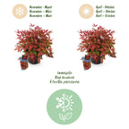 Green boutiQ - Plante d'extérieur - Nandina Blush Pink - Rose foncé - 1 plante - Persistant - Peu d'entretien - Pot 17cm Hauteur 40cm