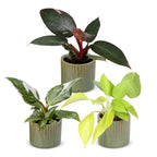 3x Baby Philodendron Tricolour - White - Pink - Yellow - Green - Tropical - incl. Linnea Olive - Ø6cm - ↕10-15cm