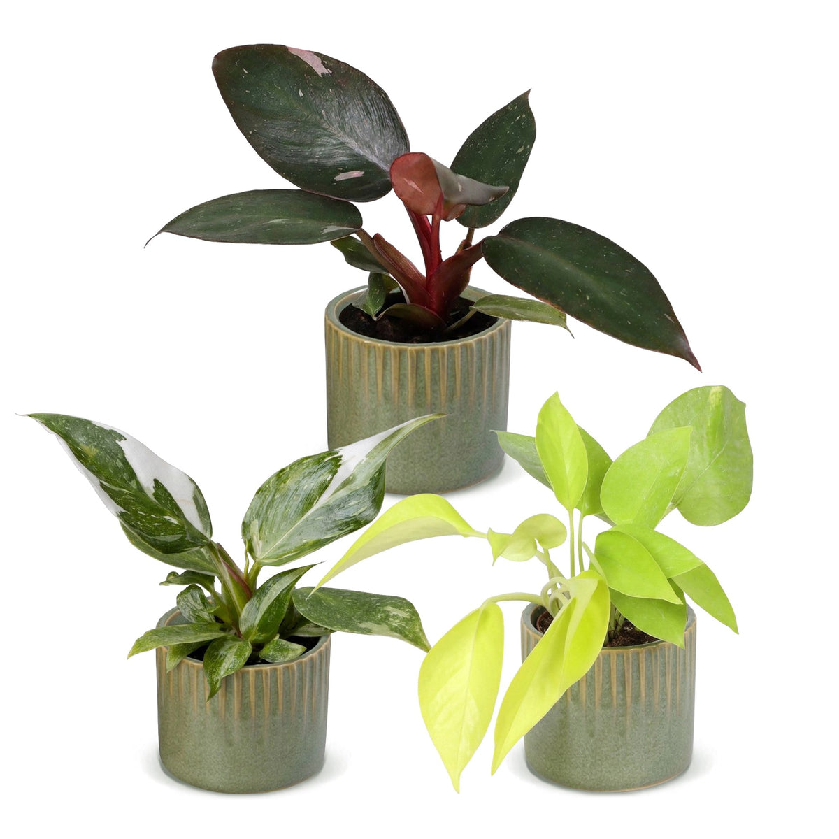 3x Baby Philodendron Tricolour - White - Pink - Yellow - Green - Tropical - incl. Linnea Olive - Ø6cm - ↕10-15cm