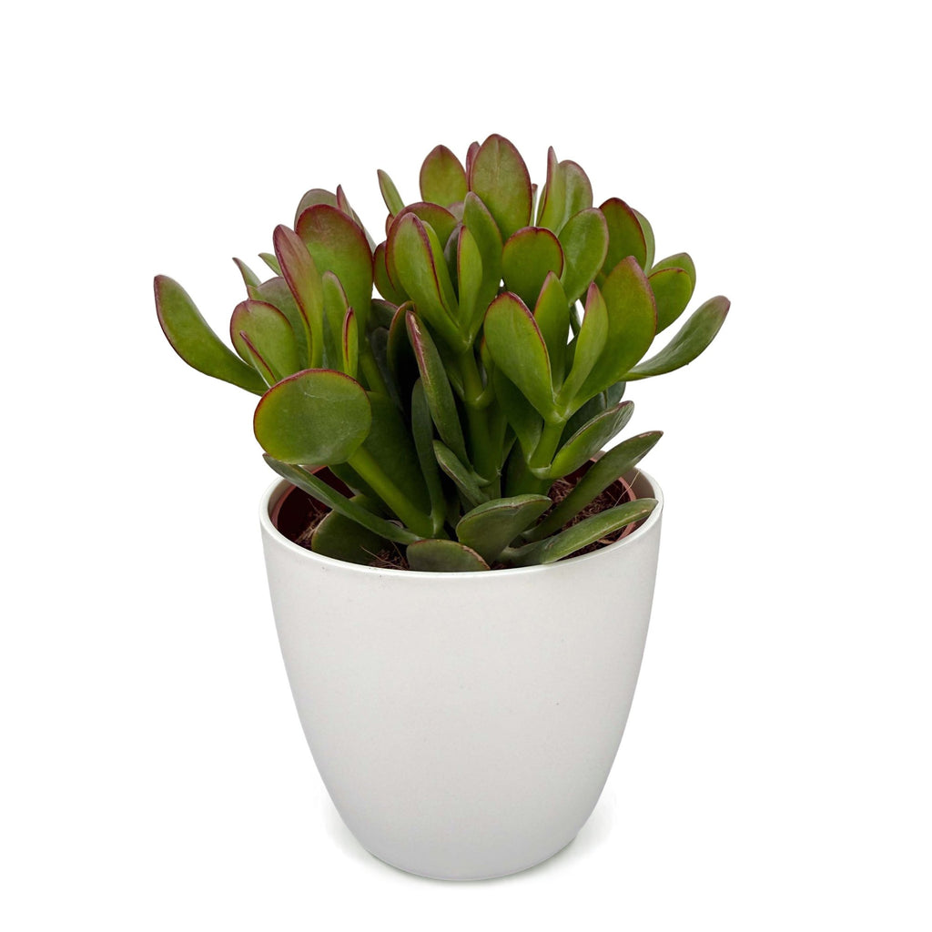 Crassula Ovata - Jade plant - Green - Succulent/cactus - incl. witte pot - Ø12cm