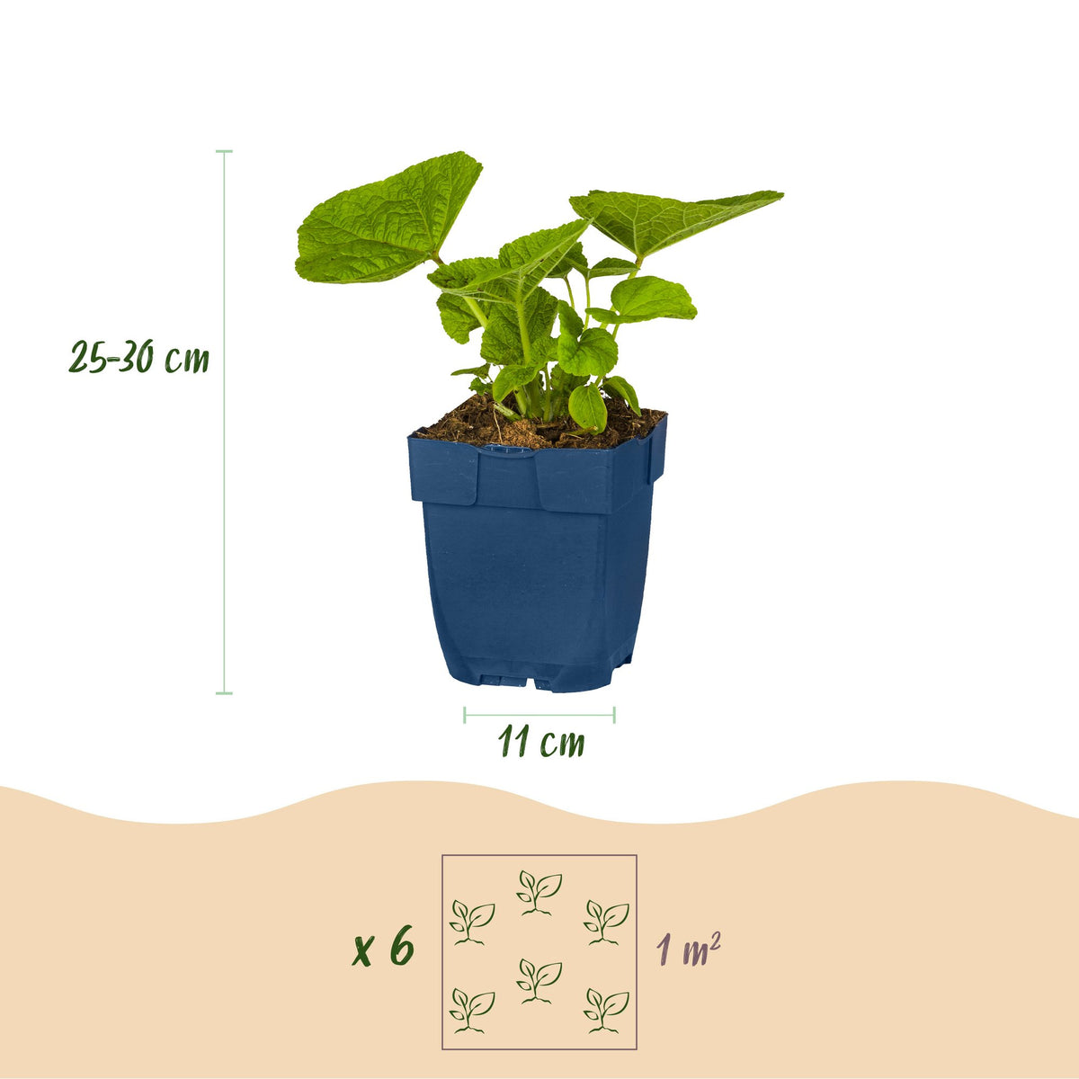 Vasteplant - Borderpakket - Wit - Diversen - Soorten en kleuren - 12 Planten - Pot 11cm - Hoogte 15-25cm