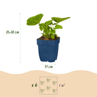 Vasteplant - Borderpakket - Wit - Diversen - Soorten en kleuren - 12 Planten - Pot 11cm - Hoogte 15-25cm