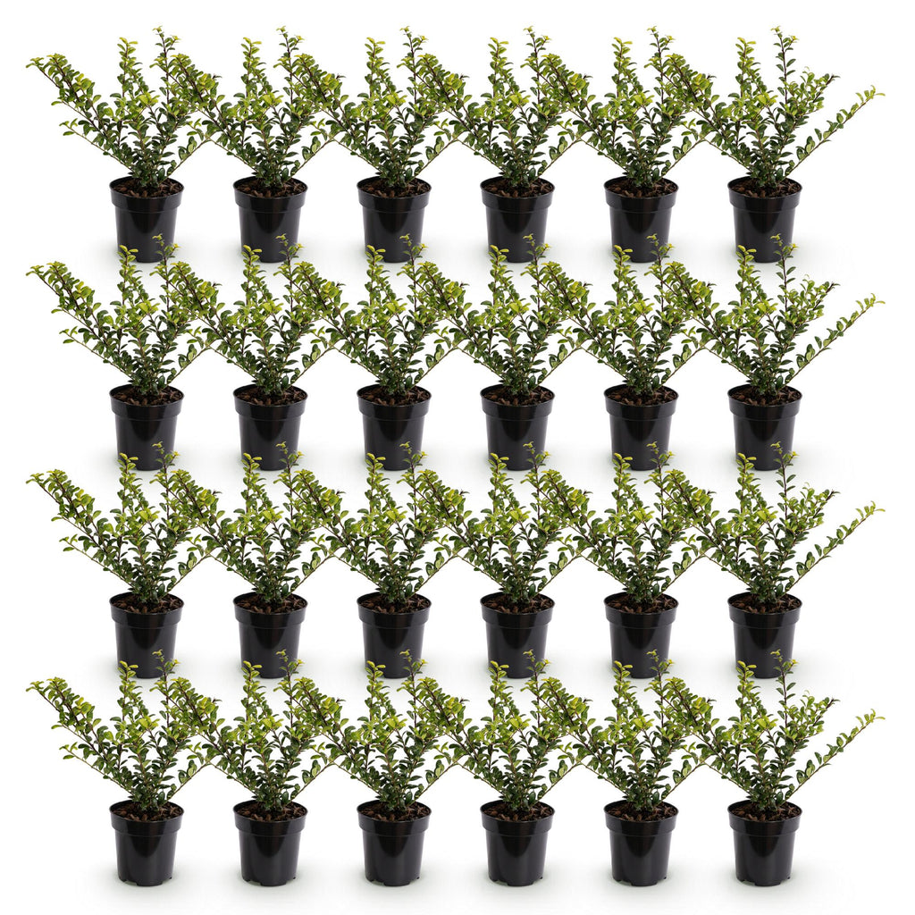 Green boutiQ - 24x Ilex crenata Golden Gem - Japanische Stechpalme - Heckenpflanzen - Immergrün - Gelb - Topf 9cm - Höhe 20-30cm