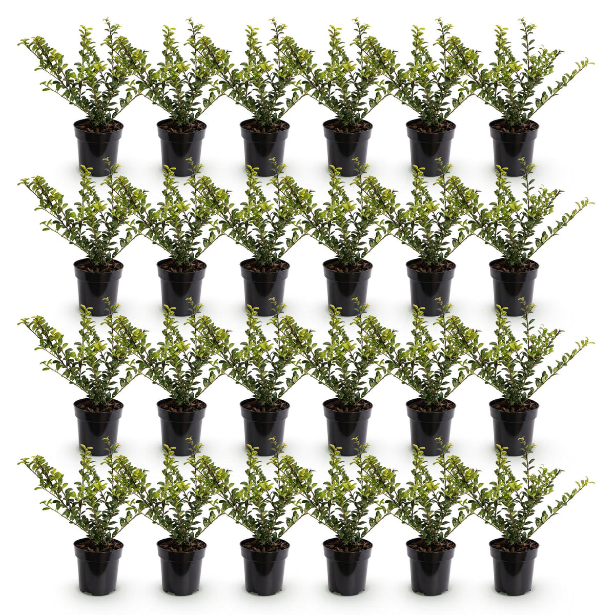 Green boutiQ - 24x Ilex crenata Golden Gem - Japanse Hulst - Haagplanten - Groenblijvend - Geel - Pot 9cm - Hoogte 20-30cm