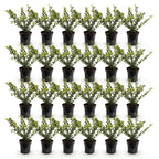 Green boutiQ - 24x Ilex crenata Golden Gem - Japanische Stechpalme - Heckenpflanzen - Immergrün - Gelb - Topf 9cm - Höhe 20-30cm