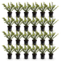 Green boutiQ - 24x Ilex crenata Golden Gem - Japanse Hulst - Haagplanten - Groenblijvend - Geel - Pot 9cm - Hoogte 20-30cm