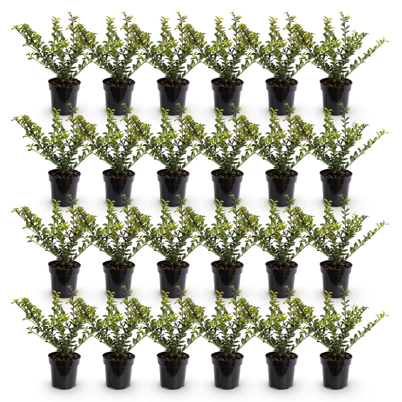 Green boutiQ - 24x Ilex crenata Golden Gem - Japanse Hulst - Haagplanten - Groenblijvend - Geel - Pot 9cm - Hoogte 20-30cm