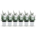 Green boutiQ - Plante de terrasse - Eucalyptus - Eucalyptus gunnii - Gris - 6 plantes - Rustique - Pot 17 cm Hauteur 40 cm
