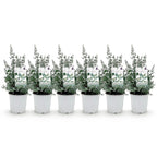 Green boutiQ - Plante de terrasse - Eucalyptus - Eucalyptus gunnii - Gris - 6 plantes - Rustique - Pot 17 cm Hauteur 40 cm