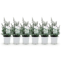 Green boutiQ - Terrasplant - Eucalyptus boom - Eucalyptus gunni  - Grijs - 6 Planten - Winterhard - Pot 17cm Hoogte 40cm