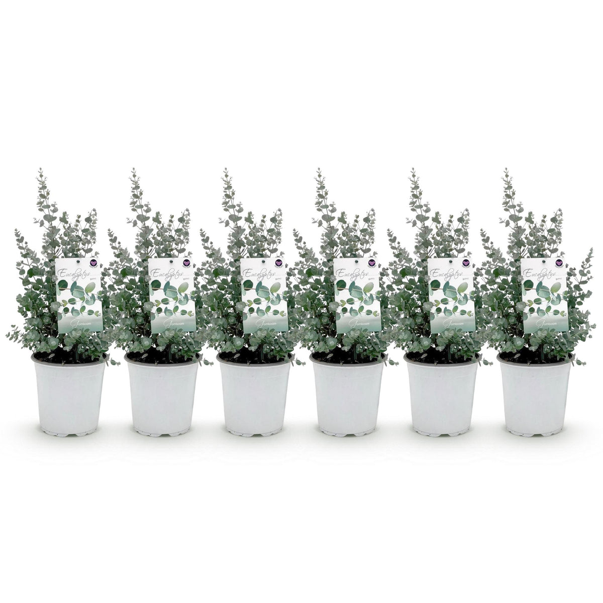 Green boutiQ - Plante de terrasse - Eucalyptus - Eucalyptus gunnii - Gris - 6 plantes - Rustique - Pot 17 cm Hauteur 40 cm