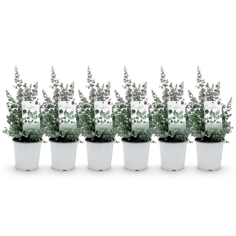 Green boutiQ - Terrasplant - Eucalyptus boom - Eucalyptus gunni  - Grijs - 6 Planten - Winterhard - Pot 17cm Hoogte 40cm