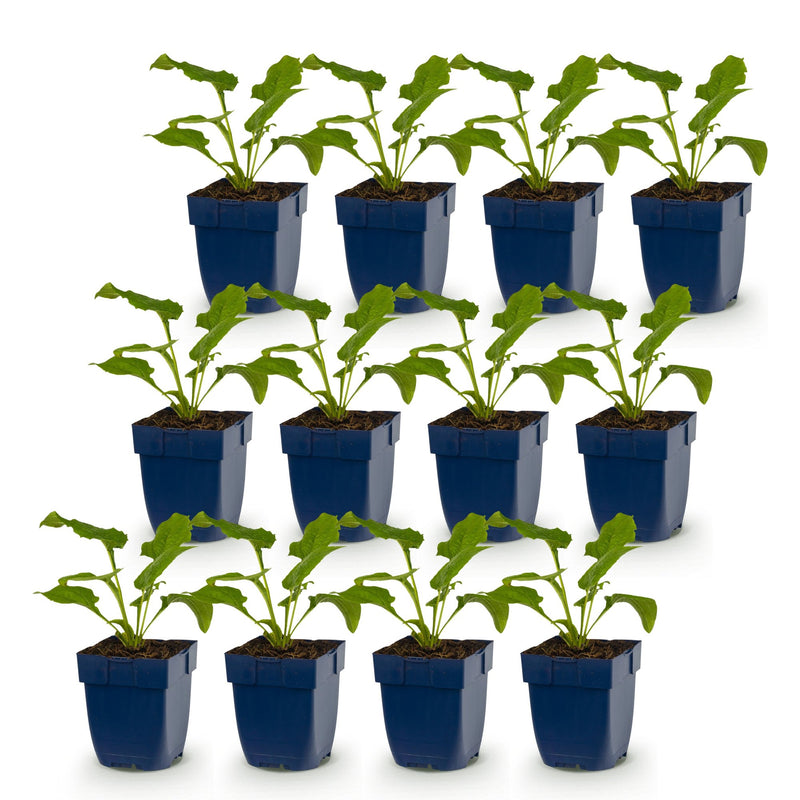 Green boutiQ - Vasteplant - Echinacea Tricolour - Zonnehoed - Bijen en Vlinderlokkers - Geel - Roze - Wit - 12 Planten - Pot 11cm - Hoogte 15-25cm