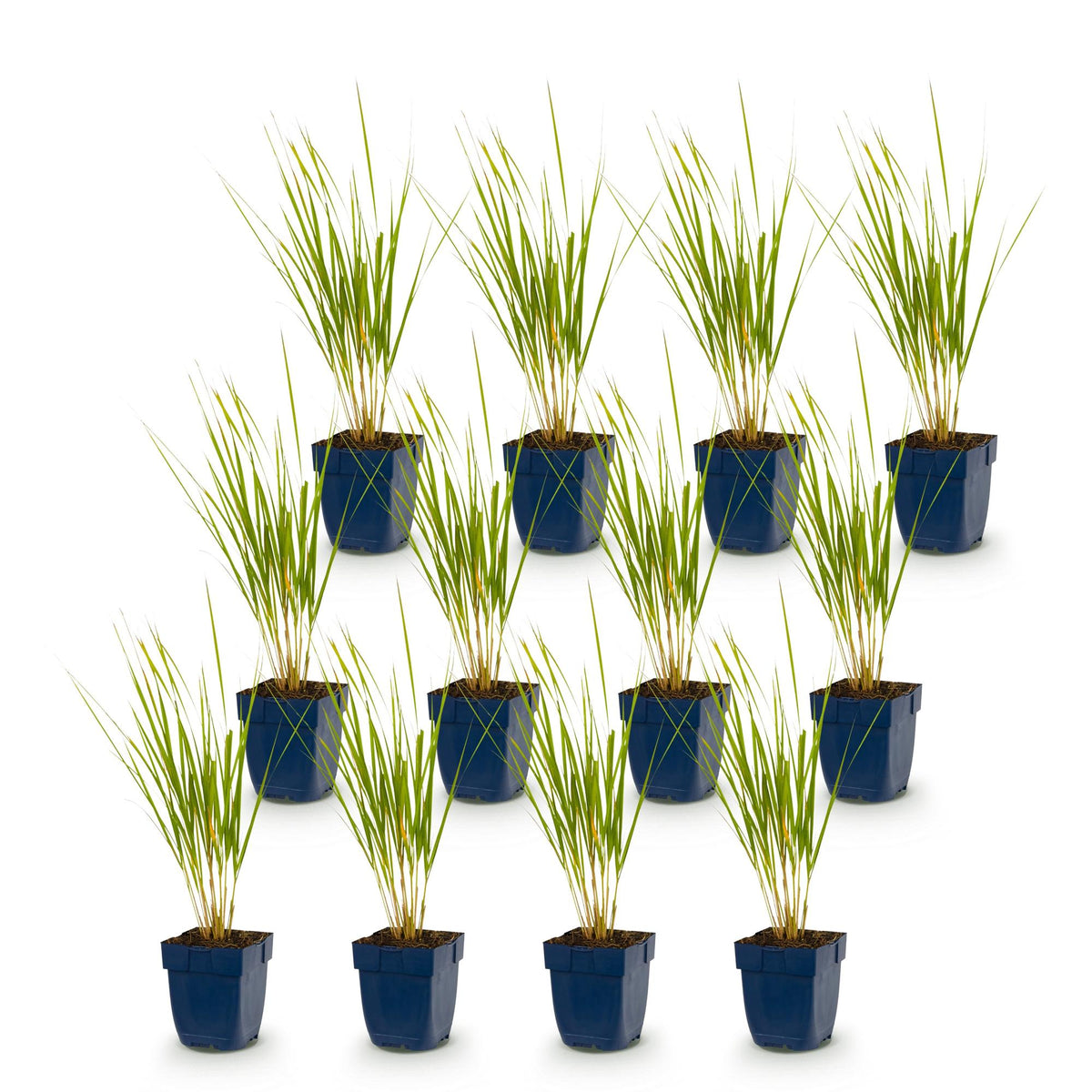 Green boutiQ - Grassen - Calamagrostis Karl Foerster - Struisriet - Met Pluim - Groen - 12 Planten - Pot 11cm - Hoogte 15-25cm
