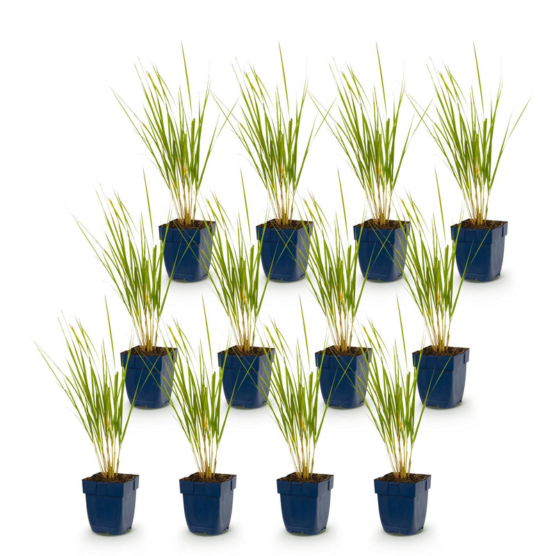 Green boutiQ - Grassen - Calamagrostis Karl Foerster - Struisriet - Met Pluim - Groen - 12 Planten - Pot 11cm - Hoogte 15-25cm
