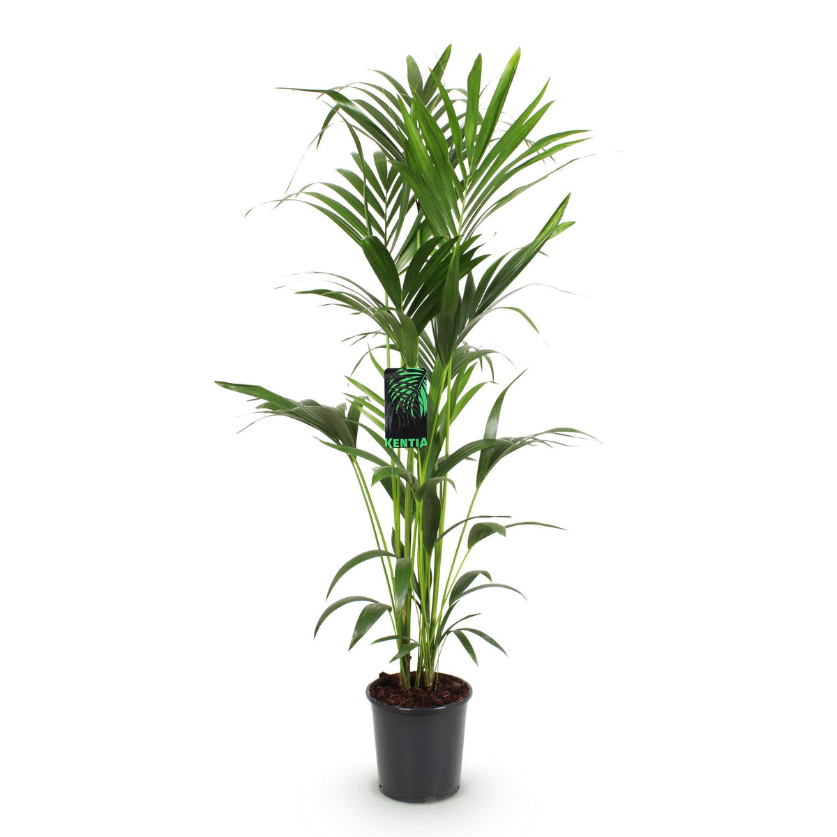 Green boutiQ - Plante d'intérieur - Howea Forsteriana - Palmier Kentia - Entretien facile - Vert - 1 plante - Pot 24cm - Hauteur 140-150cm