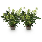 Green boutiQ - Plante de terrasse - Skimmia japonica Finchy - Fleur blanche - Plus de 10 fleurs - 2 plantes - Rustique - Pot 10,5cm Hauteur 25cm