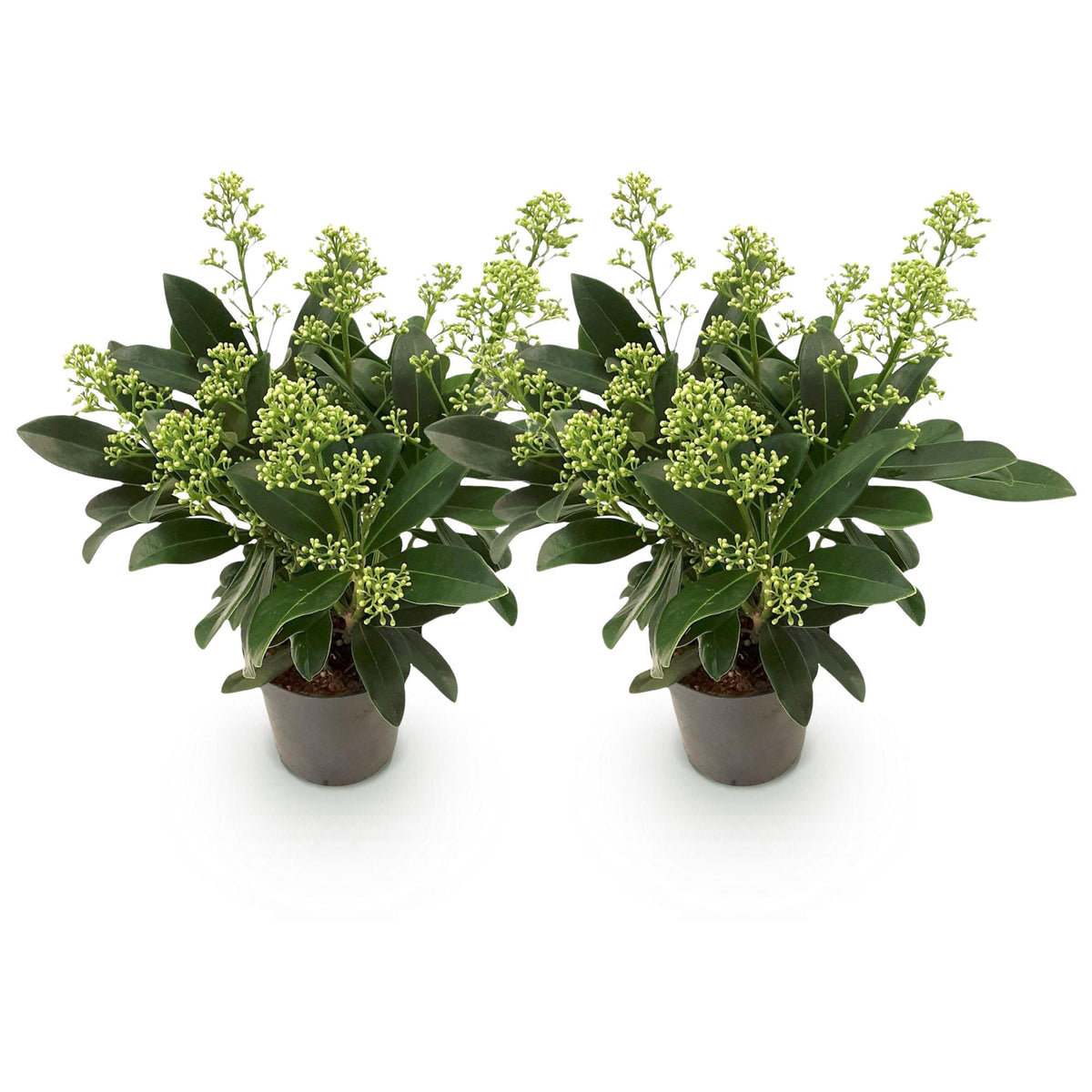 Green boutiQ - Plante de terrasse - Skimmia japonica Finchy - Fleur blanche - Plus de 10 fleurs - 2 plantes - Rustique - Pot 10,5cm Hauteur 25cm