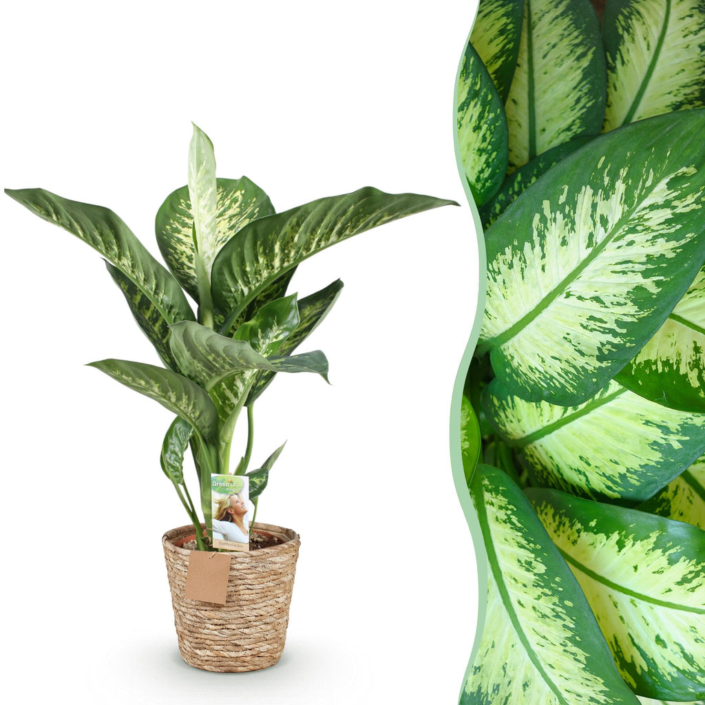 Green BoutiQ - Green is... Plantes d'intérieur - Dieffenbachia Tropic Snow - Dieffenbachia - Peu d'entretien - avec panier - Vert - 1 Plante - Pot 21cm - Hauteur 90-100cm