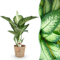 Green BoutiQ - Green is... Plantes d'intérieur - Dieffenbachia Tropic Snow - Dieffenbachia - Peu d'entretien - avec panier - Vert - 1 Plante - Pot 21cm - Hauteur 90-100cm
