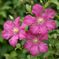 4x Clematis Ville de Lyon - Bosrank - Rood - Klimplant - Ø9cm - ↕35cm