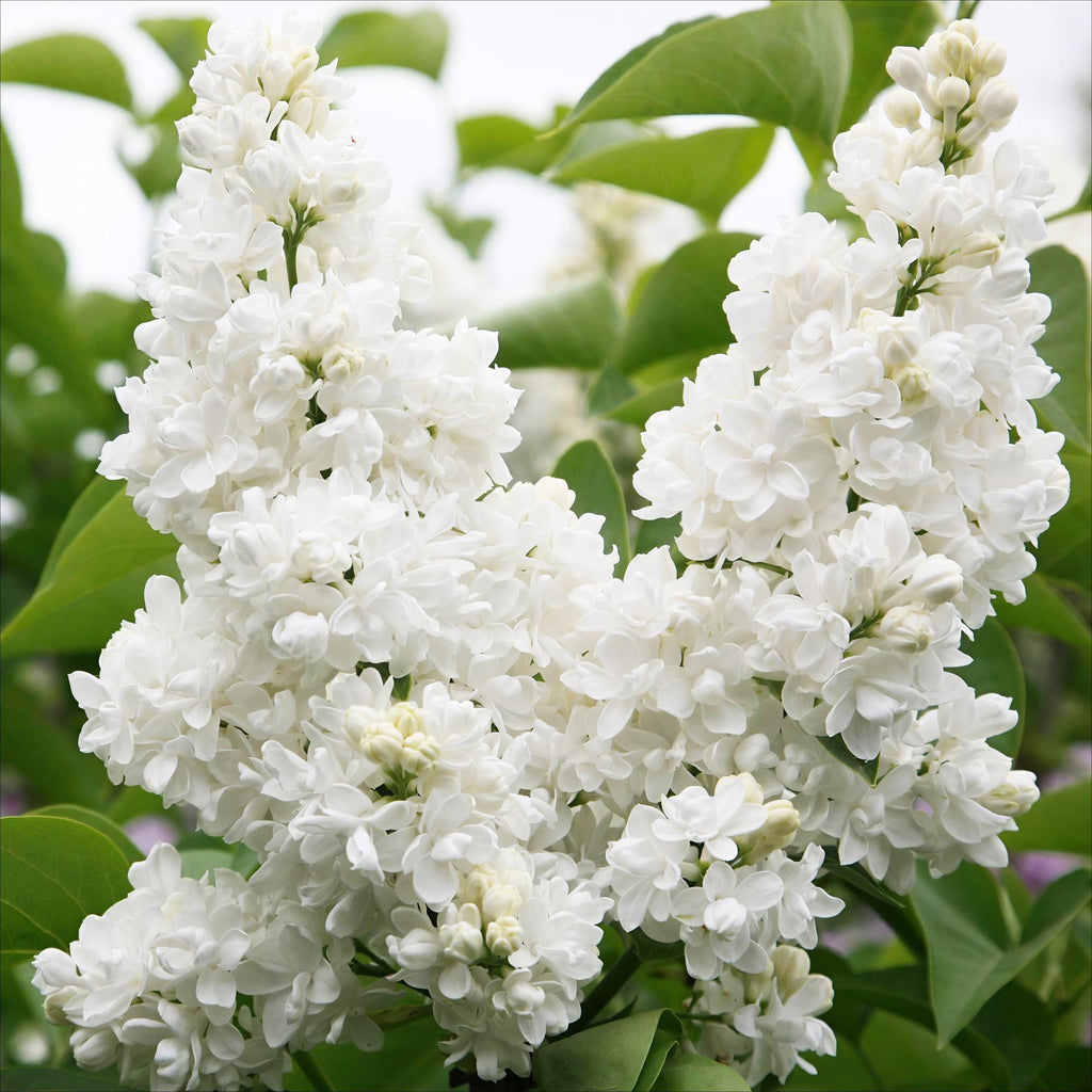 Green boutiQ - Plante de jardin - Syringa vulgaris mme Lemoine - Lilas commun - Rustique - Blanc - 1 Plante - Pot 17cm - Hauteur 45cm