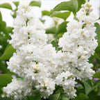 Green boutiQ - Plante de jardin - Syringa vulgaris mme Lemoine - Lilas commun - Rustique - Blanc - 1 Plante - Pot 17cm - Hauteur 45cm