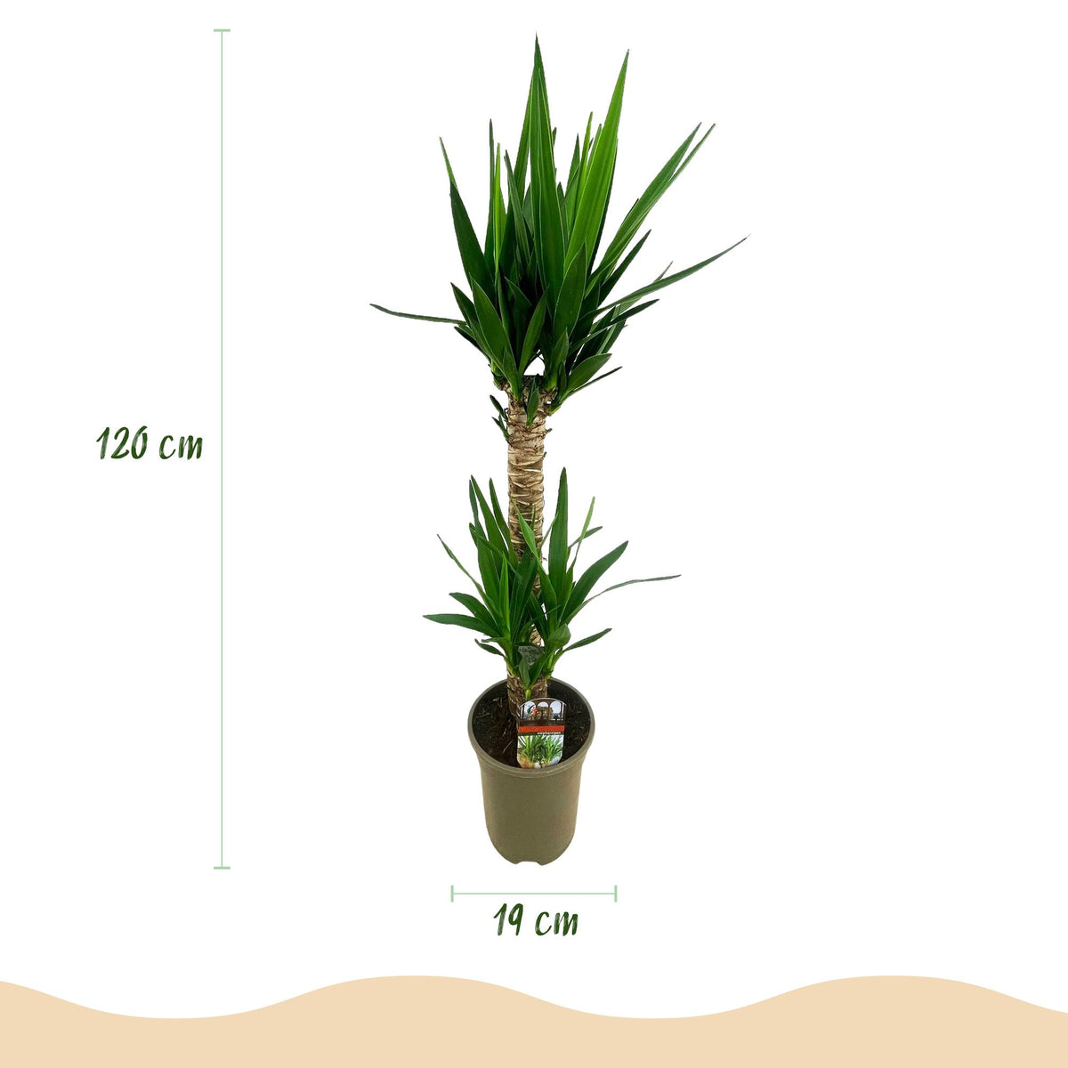 Green boutiQ - Kamerplant - Yucca elephantipes - Yucca - Weinig onderhoud - Groen - 2 - Pot 19cm - Hoogte 95cm