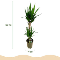 Green boutiQ - Kamerplant - Yucca elephantipes - Yucca - Weinig onderhoud - Groen - 2 - Pot 19cm - Hoogte 95cm