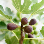 Green boutiQ - Plante fruitière - Ficus carica Little Miss Figgy - Figuier - Rustique - Fruit rouge - 2 plantes - Pot 15 cm - Hauteur 50 cm