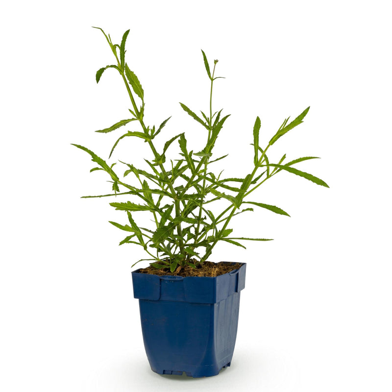Green boutiQ - Vasteplant - Verbena bonariensis Lollipop - Ijzerhard - Bijen en Vlinderlokkers - Paars - 1 Plant - Pot 11cm - Hoogte 15-25cm