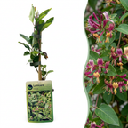 6x Lonicera henryi - Chèvrefeuille de Henry - Jaune - Rouge - Grimpante - Ø9cm - ↕35cm