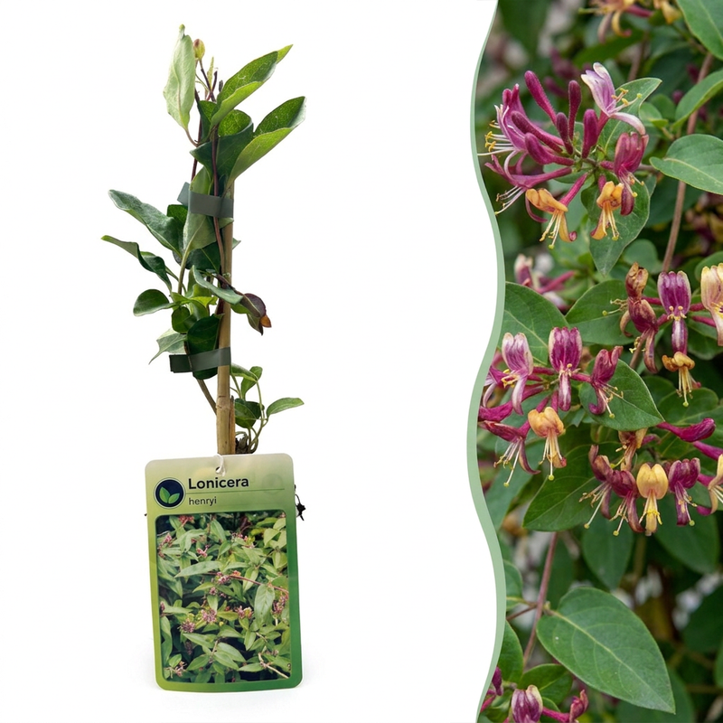 6x Lonicera henryi - Henrys Geißblatt - Gelb - Rot - Kletterpflanze - Ø9cm - ↕35cm