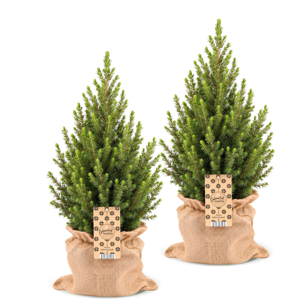 2x Picea glauca Conica - Dwarf Alberta Spruce - Green - Christmas tree - incl. jute bag - Ø19cm - ↕65cm