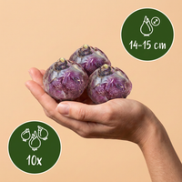 Green boutiQ - Bloembollen - Hyacinth Pastel mix - Diversen Pastel Kleuren - 10 stuks - Bolmaat 14/15 - XXL Pack - foto 3